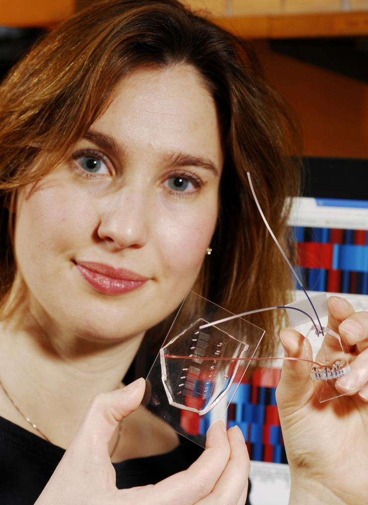 Biomedical engineering professor Melissa Kemp shows the microfluidic device for sample handling that allowed a statistical model to be generated to evaluate T cell responsiveness and accurately predict cell age and quality. (Credit: Gary Meek)